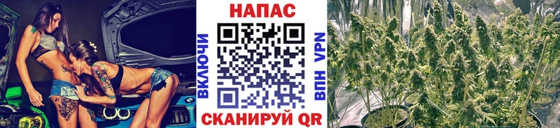 где продают   Балаково  Каннабис Bruce Banner 